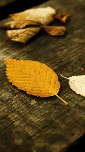 Autumn Yellow Leaves Wallpaper iPhone