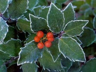 Christmas Red Berries Wallpaper Decoration