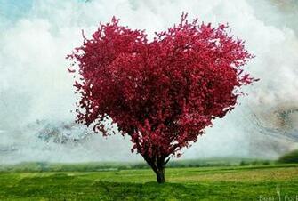 Love Tree High Resolution Wallpaper For Desktop