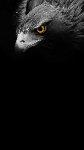 Black Eagle Eye Wallpaper HD