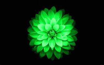 Name iPhone Plus Green Lotus Flower Retina Wallpaper