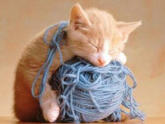 Funny Animals Pictures Kitten Wallpaper