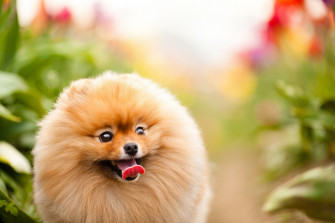 Fluffy Pomeranian Joy Wallpaper