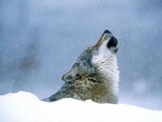 Wolf Face Wallpaper Pictures