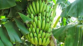 Banana Tree India Wallpaper In