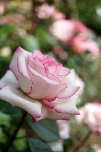 Pepe Google Rose Minuette By T Kiya Recipes