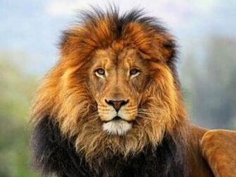 Lion Full Screen Amazing Wallpaper High Quality