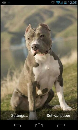Nose Pitbull Dog Live Wallpaper Is A Photo Slide Transition