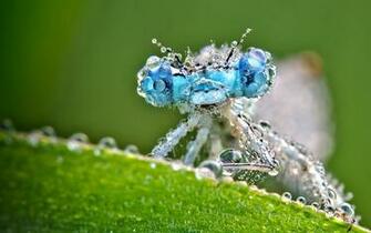Insects Wallpaper 6us1i5g Mb Picserio