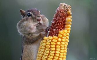 Wallpaper Cute Baby Squirrel Animal