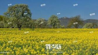 Rapeseed Field With Blooming Fruit Trees Pear Burg Teck In