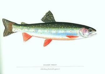 Fish Trout Wallpaper