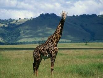 Giraffe Wallpaper Desktop Tattoo Pictures To Pin