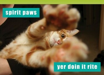 Funny BirtHDay Cat High Resolution Wallpaper