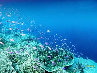Under The Sea Wallpaper
