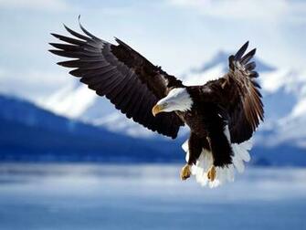 Eagle Wallpaper Beautiful Birds Gallery