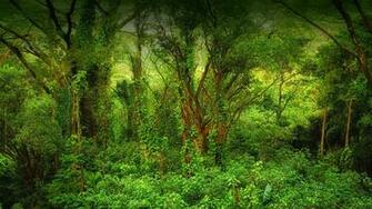 Tropical Rain Forest San Diego Zoo Animals Plants