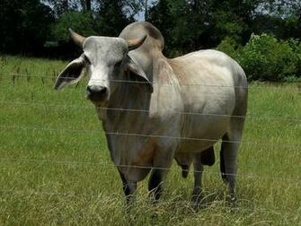 File Gray Zebu Bull Jpg Wikipedia The Encyclopedia