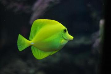 Fish Wallpaper HD Hq