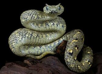Reptile And Amphibian Greeting C