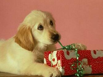 Cute Dog Dogs Wallpaper