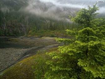 Youwall Forest Fog Wallpaper