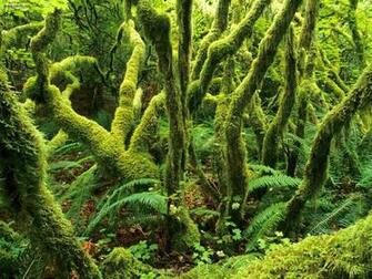 Nature Tiger Mountain State Park Washington Picture Nr