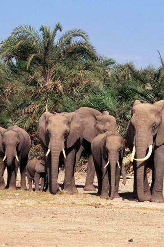 Elephants iPhone Wallpaper HD Apple