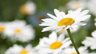 Daisy HD Desktop Background Wallpaper