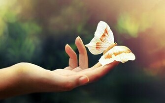 Cute Butterfly Wallpaper HD Pretty