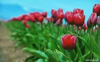 Nature Wallpaper Windows Themes Landscape