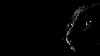 Dark Animals Wallpaper