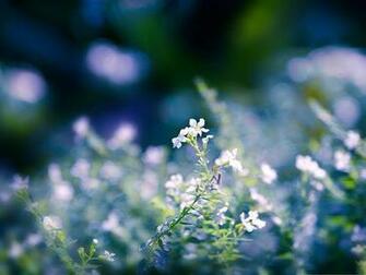 Pink Flowers On Fuzzy Background Great Scene Wallpaper World
