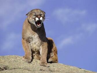 Cougar Wallpaper HD