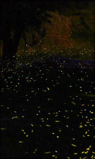 Fireflies Live Wallpaper Android Apps On Google Play