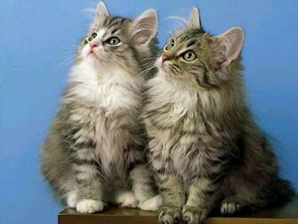 Lovely Cats Scenery Wallpaper World