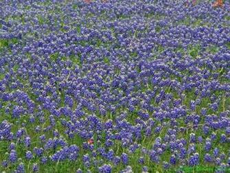 Wallpaper Field Of Bluebonnets Ennis Texas