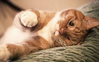 Ginger Lazy Cat Wallpaper