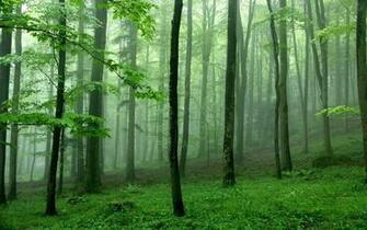 Mist Among Trees Cool Green Forest Wallpaper