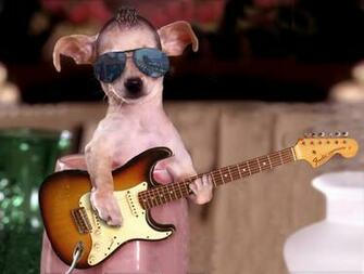 Funny Photos Of Animals Wallpaper