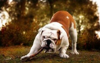 English Bulldog Wallpaper