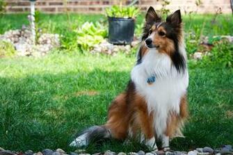 Sheltie Wallpaper