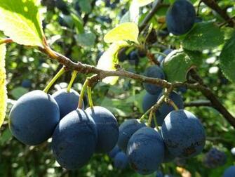 Plums By Morbowilldestroyu