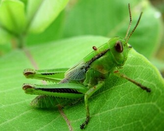 Green Bugs Wallpaper HD And Background Photos