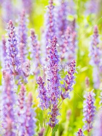 Natural Summer Background With Blooming Woodland Sage Balkan