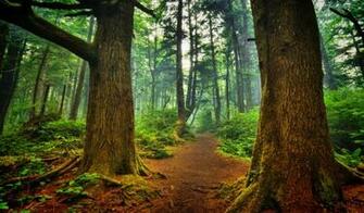 La Push Forest Wallpaper Landscape Nature In