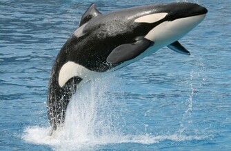 Killer Whale Wallpaper Wall Mural Muralswallpaper Co Uk
