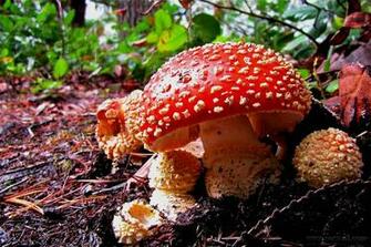 Mushroom Desktop And Mobile Wallpaper Wallippo
