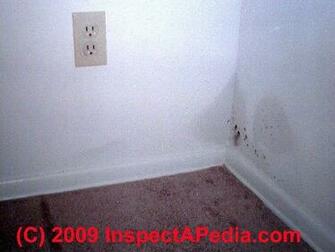 Mold Wallpaper