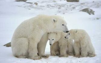 Polar Bear Computer Wallpaper Desktop Background Id